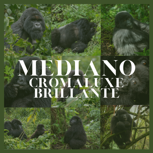 Cuadro Mediano(60x40cm) Cromaluxe Brillante